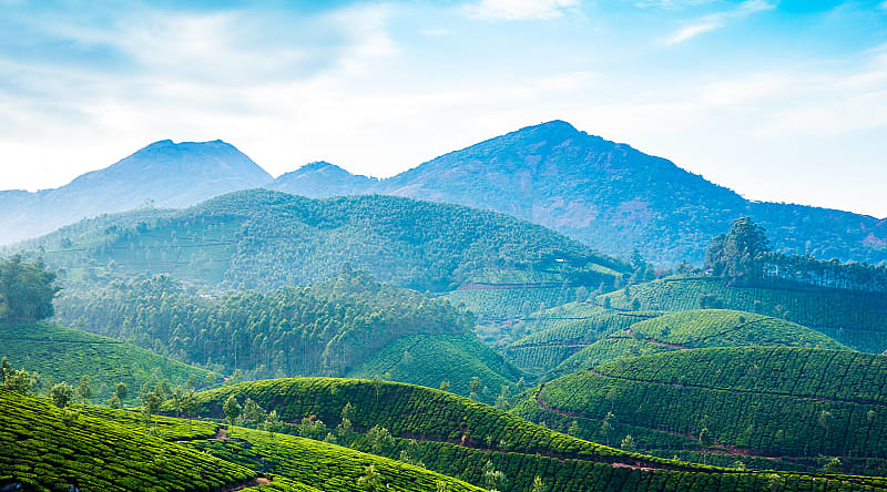 Tea plantation in India