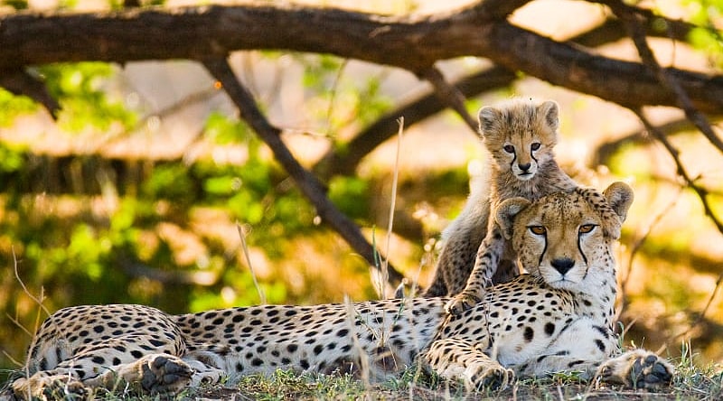 Mother Cheetah and her cub in the Savannah in Africa