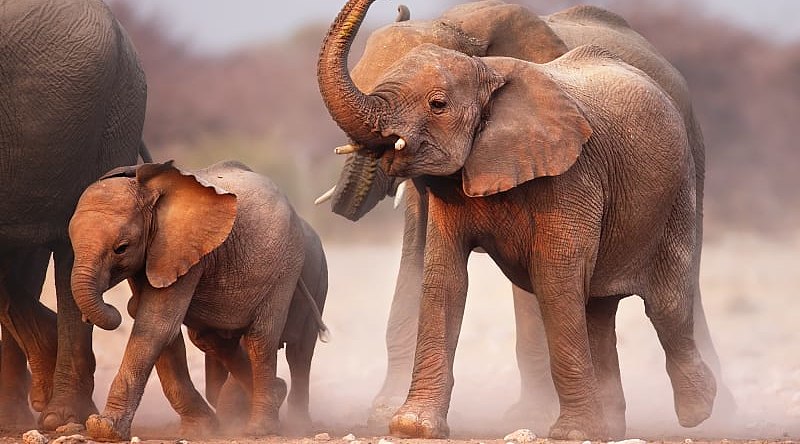 Elephant herd at Etosha National Park, Namibia