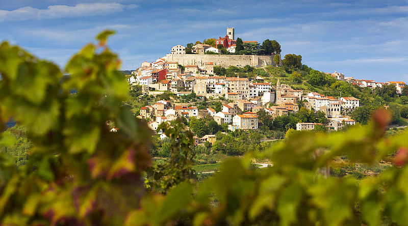 Vineyards surrounding hilltop village of Motovun, Croatia