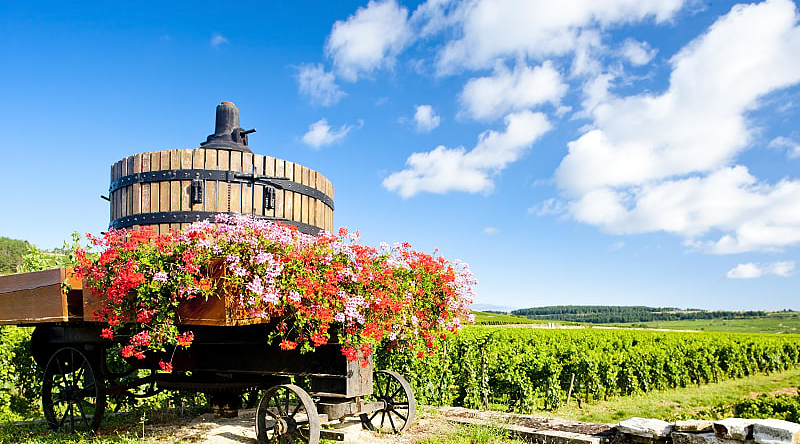 Vineyard of Cote de Beaune in Burgundy, France