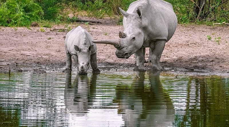 Mom and baby rhinoceros drink water. North Mara Game Reserve, Kenya