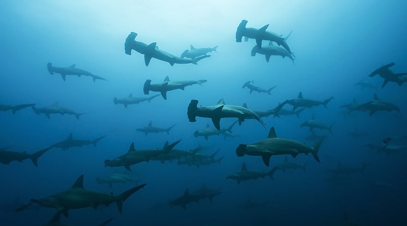 An underwater image of a  group of hammerhead sharks.