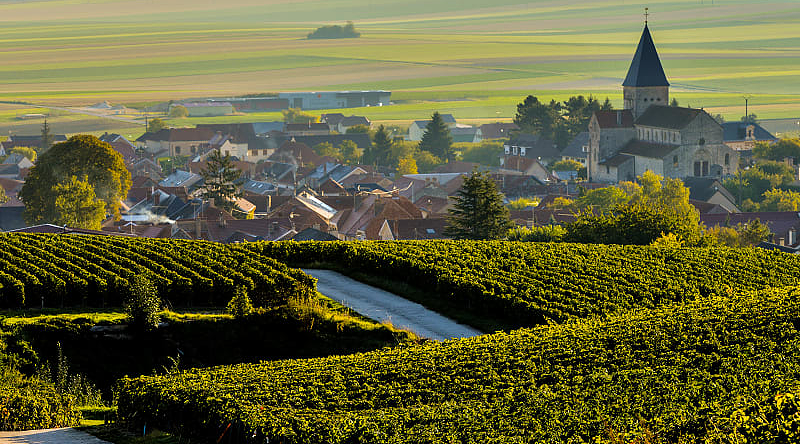 The prestigious vineyards of the Marne, nestled in the heart of the renowned Champagne region