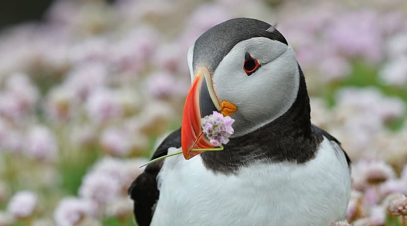 Atlantic Puffin in Iceland