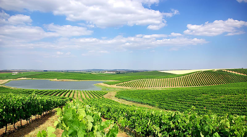 Alentejo is a legendary wine-growing region in Portugal