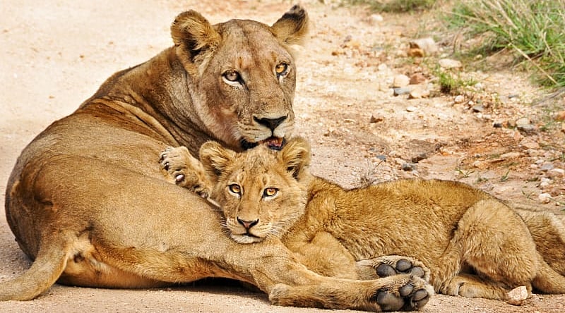 Lioness and lion cub on the African savanna
