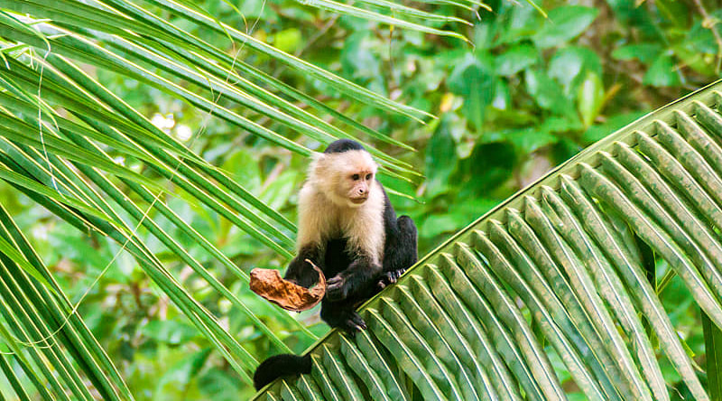 Capuchin monkeys in Manuel Antonio National Park, Costa Rica