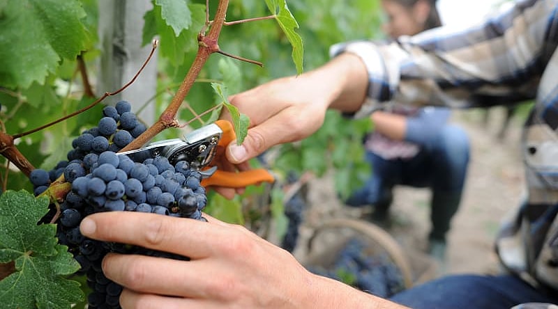 Grape harvest and wine festival at Loire Valley in France