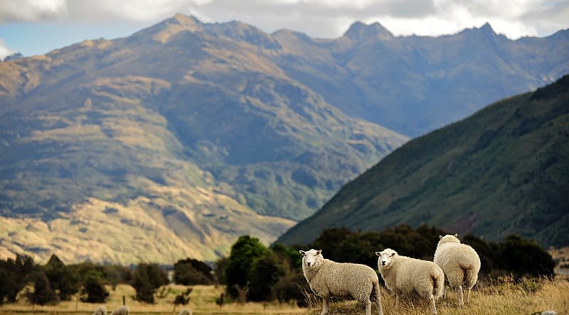 Countryside of New Zealand