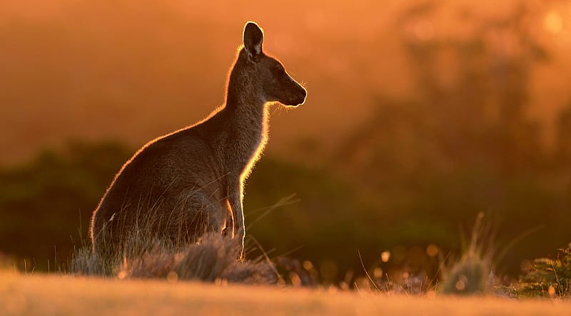 Dive into the world of marsupials on Australia's epic kangaroo safari