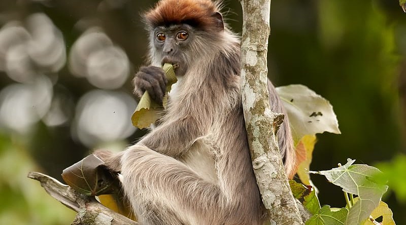 Red Colobus Piliocolobus in the forest, Uganda