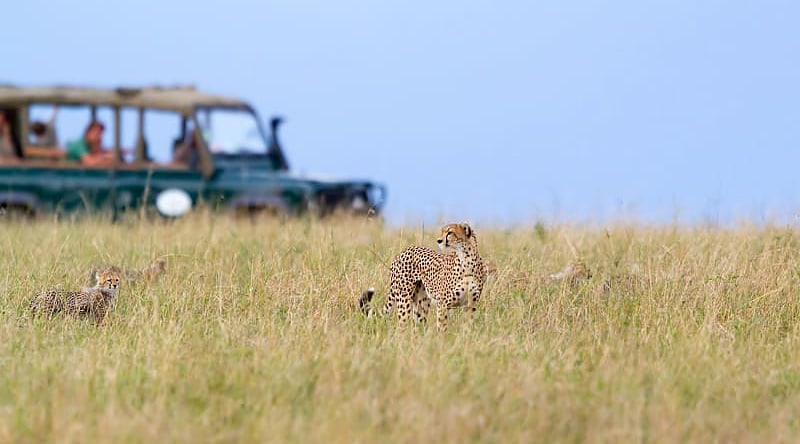 Safari in Masai Mara, Kenya