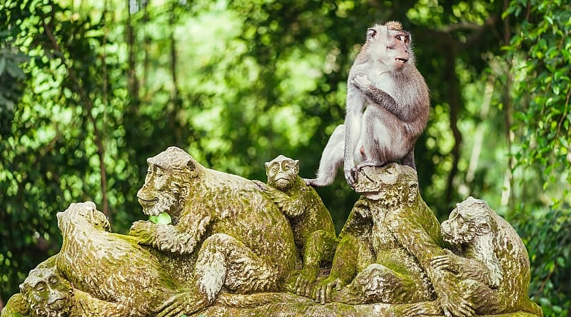Long tailed macaque in bright green Ubud Monkey Forest