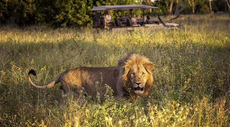 Large male lion walking through the tall grass on the Okavango Delta, Botswana