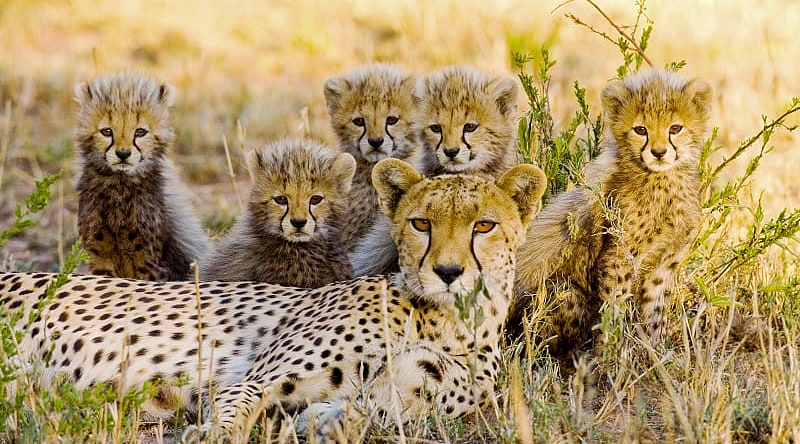 Cheetah and cubs in the African savanna