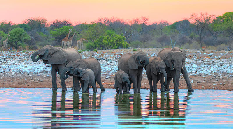 Etosha National Park in Namibia