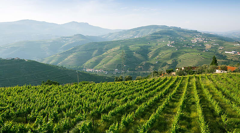 The famous vineyards of the Douro Valley in Portugal
