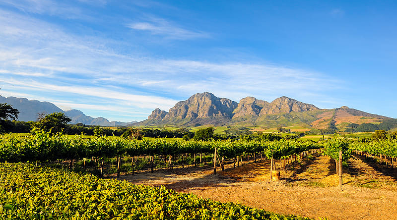 Stellenbosch vineyards in South Africa's Cape Winelands.
