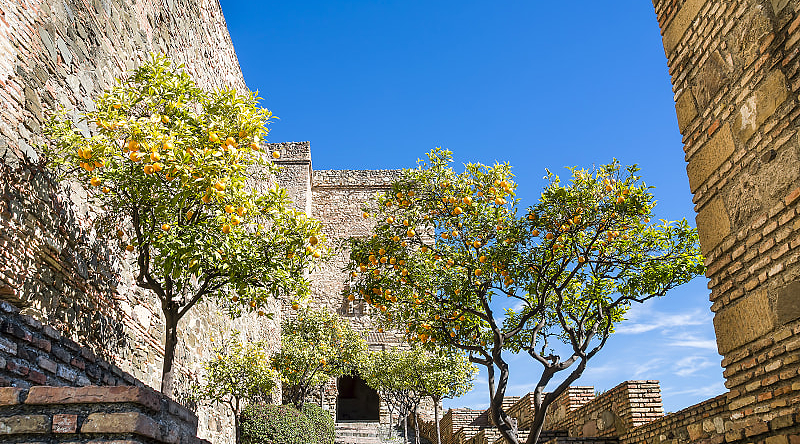 Orange trees at Alcazaba Moorish Castle in Malaga, Spain