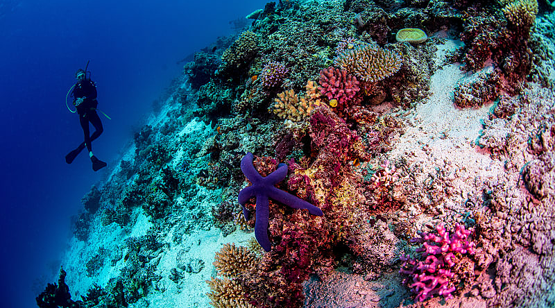 Scuba diver in Fiji