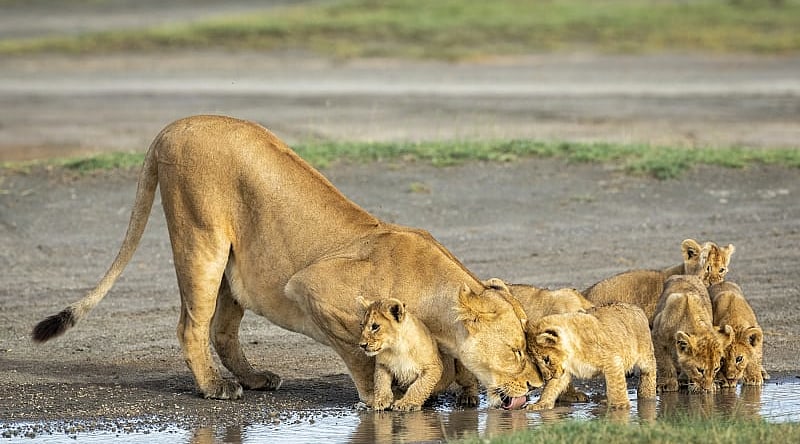Lioness drinking with her cubs at Ndutu in the Ngorongoro Conservation Area, Tanzania
