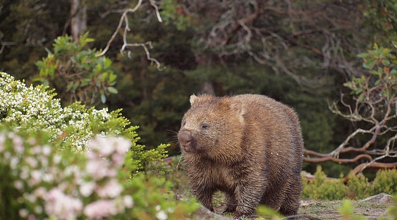 Wombat walking thru the brush in Tasmania