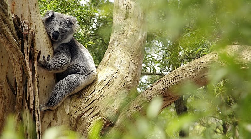 Koala - one of the symbols of Australia