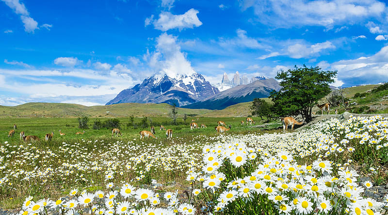 Wild flowers blooming in Torres del Paine, Chile