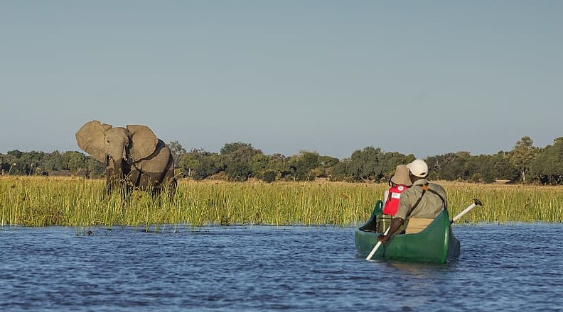 Observing an elephant from a canoe on the Zambezi River