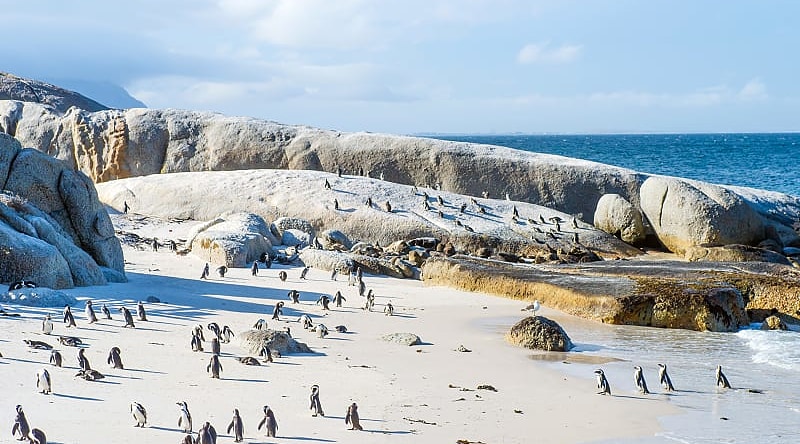Tswalu Kalahari Reserve Safari Itinerary & Cape Town Tour