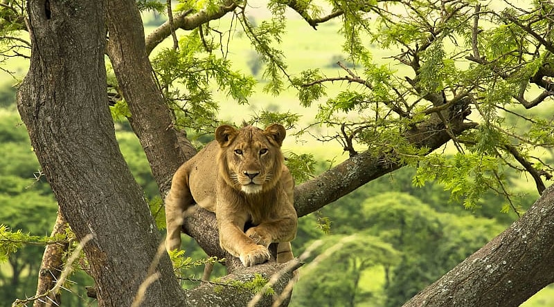 Lion in Uganda