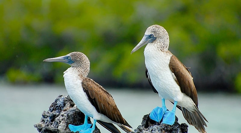 Blue footed boobies at the Galapagos Islands in Ecuador