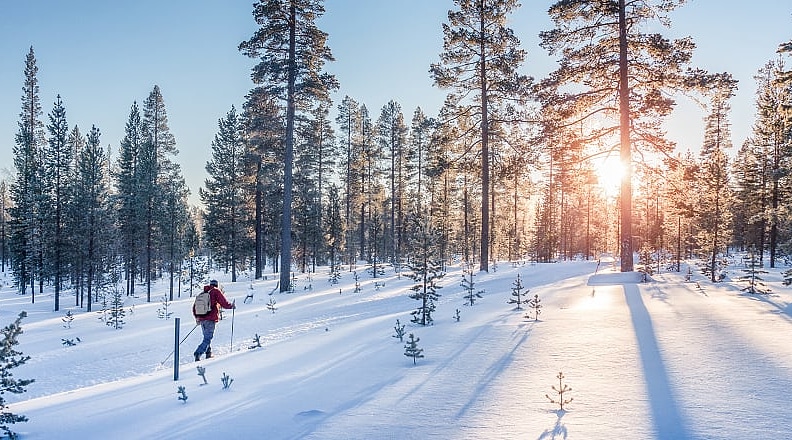 Cross country skier in snowy forest in the Lapland.