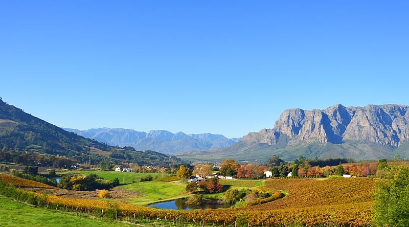 Winelands in South Africa
