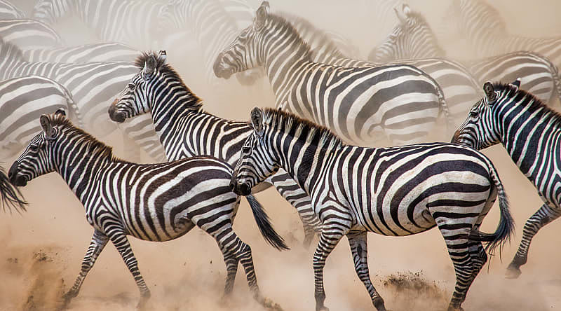 Zebras migrating in Africa