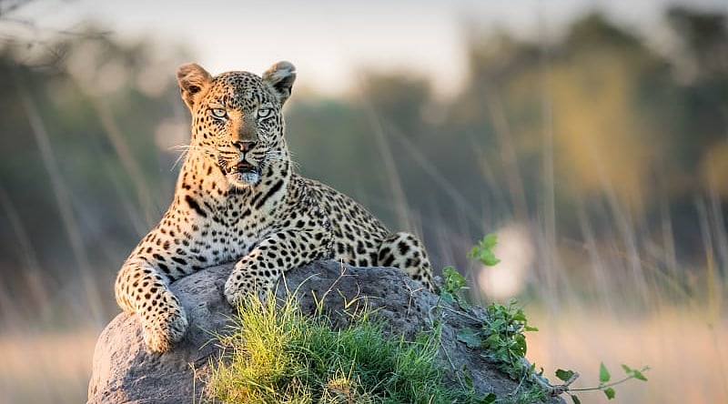 Leopard reclining on top of termite mound in the Okavango Delta, Botswana