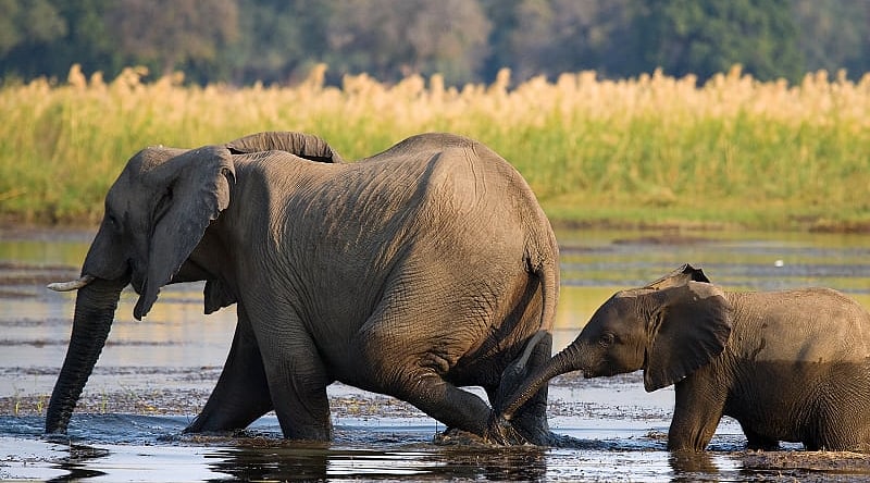 Elephant with baby crossing the river in Souther Africa