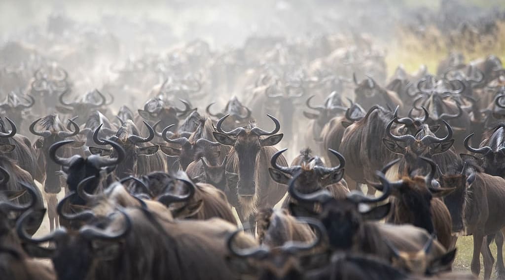 Wildebeests during the great migration in Tanzania