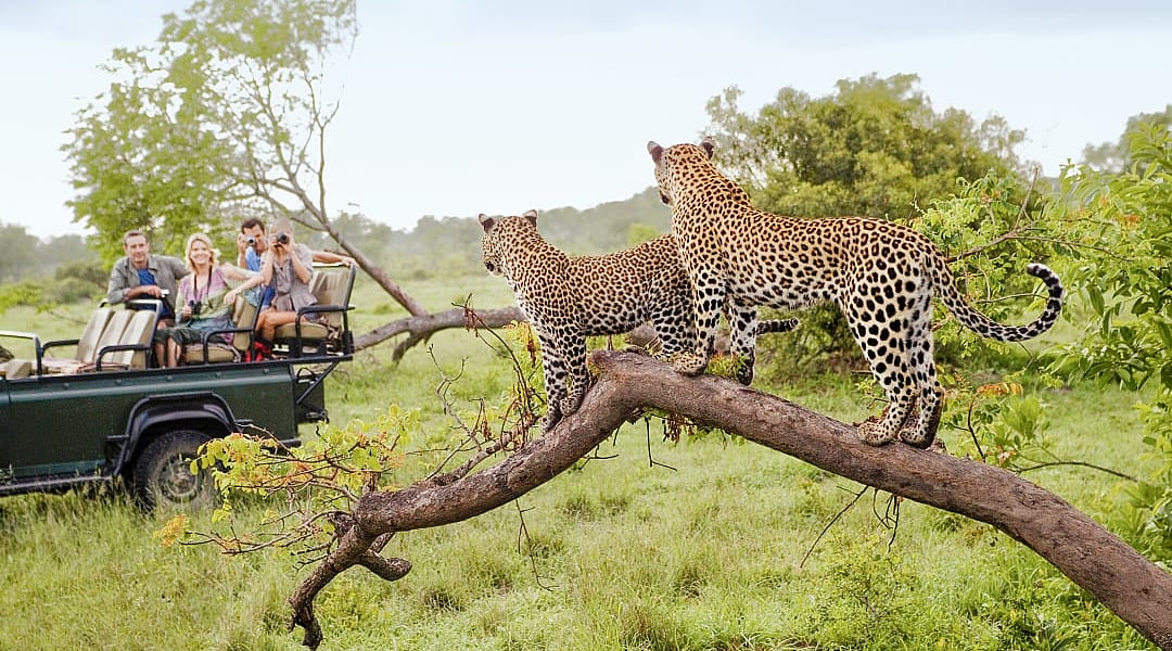 Travelers on safari photographing two leopards in Kruger National Park, South Africa