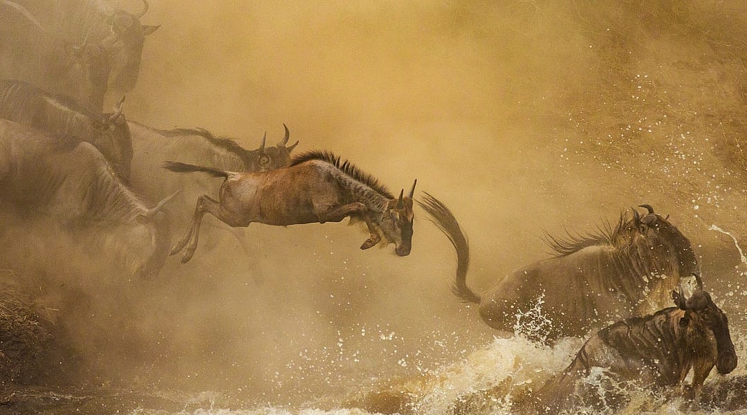 Wildebeests crossing the Mara river