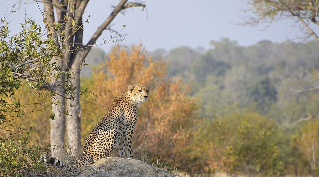 Cheetah in Sabi Sands Private Game Reserve, South Africa