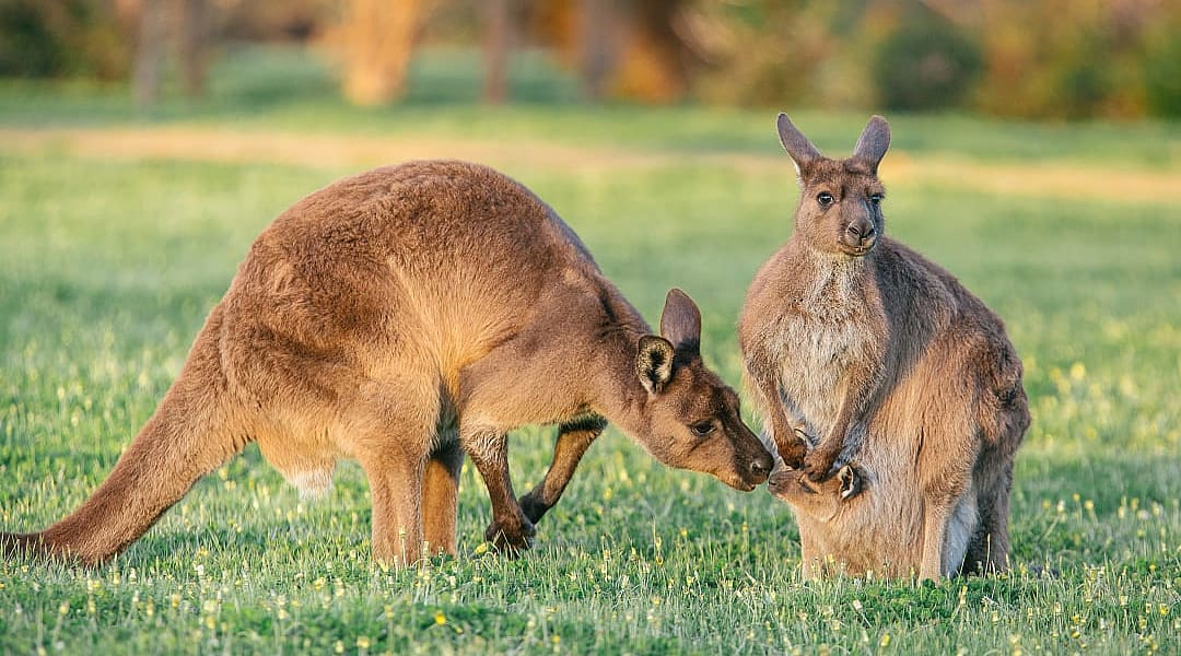Kangaroo family on Kangaroo Island, South Australia