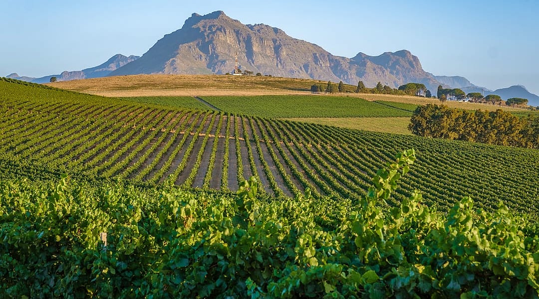 Vineyards in Stellenbosch, South Africa