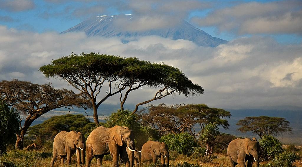 Elephants in Amboseli National Park, Kenya
