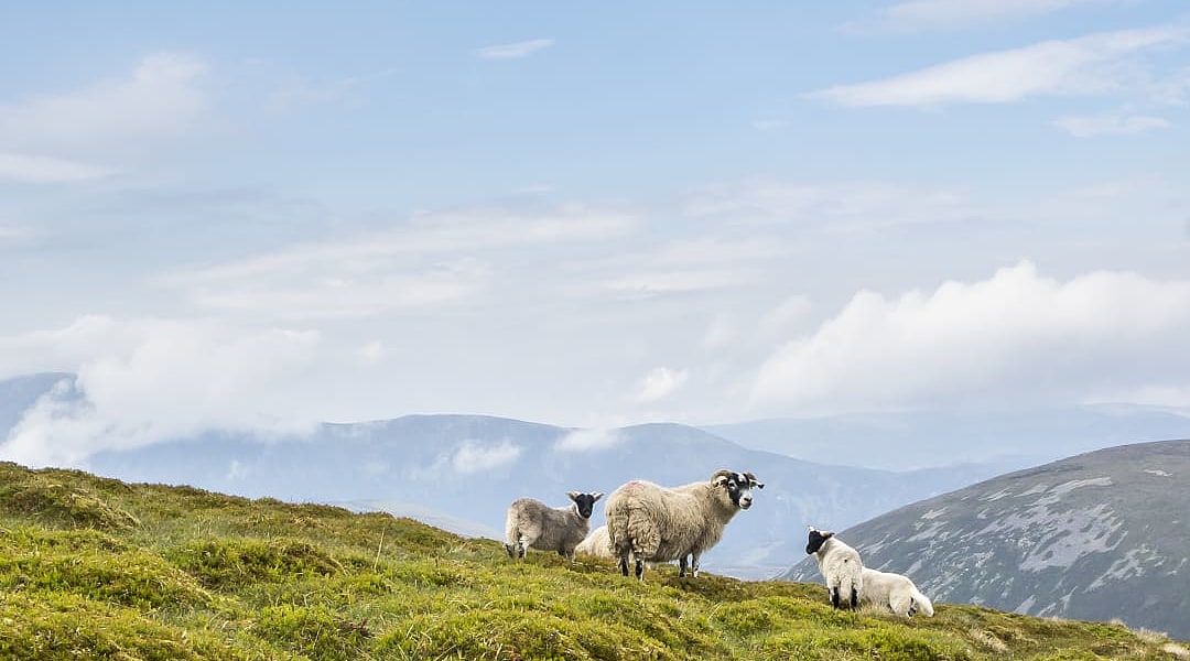 Sheep peacefully graze on green hillside in Scottish mountain landscape.