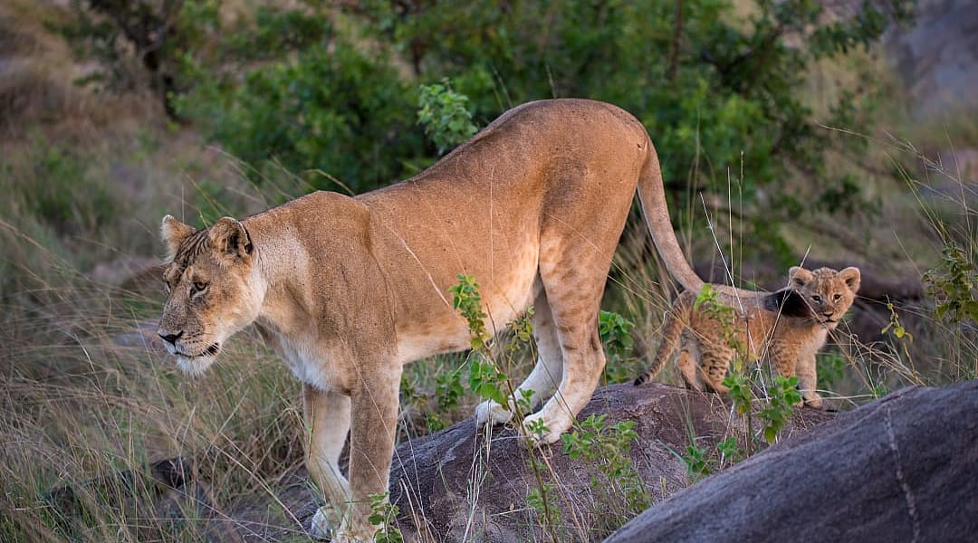 Female lion with her cub in East Serengeti, Tanzania