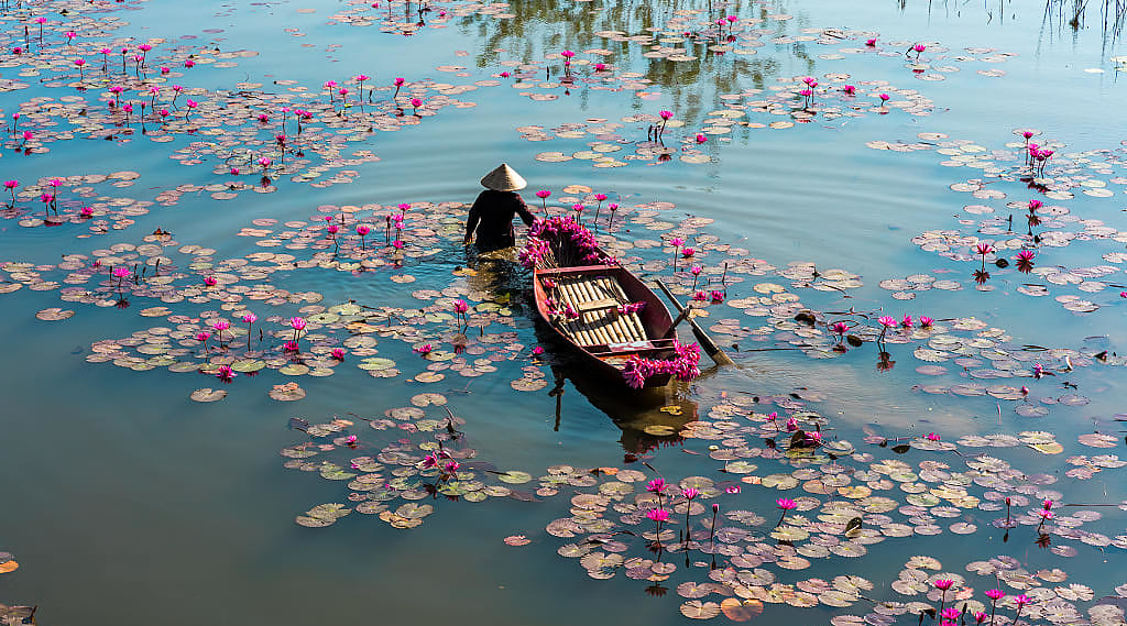 Farmer with boat harvesting waterlilies on the Yen River in Ninh Binh, Vietnam