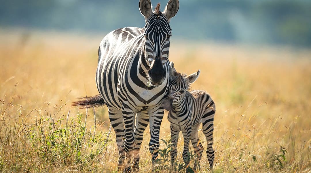 Serengeti National Park, Tanzania