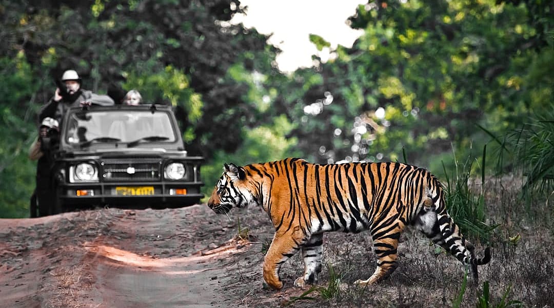 Bengal tiger at Bandhavgarh National Park, India